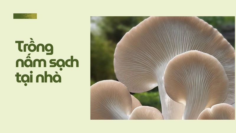 Những tai nấm bào ngư trắng sạch trồng tại nhà