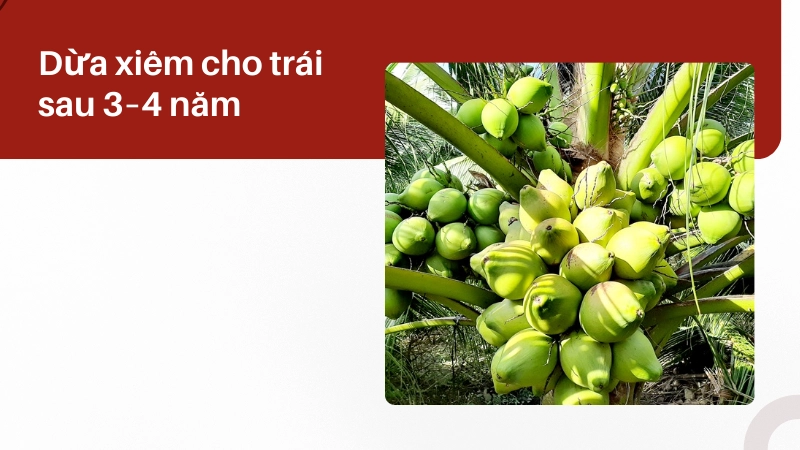 Thời gian dừa xiêm cho trái bao lâu