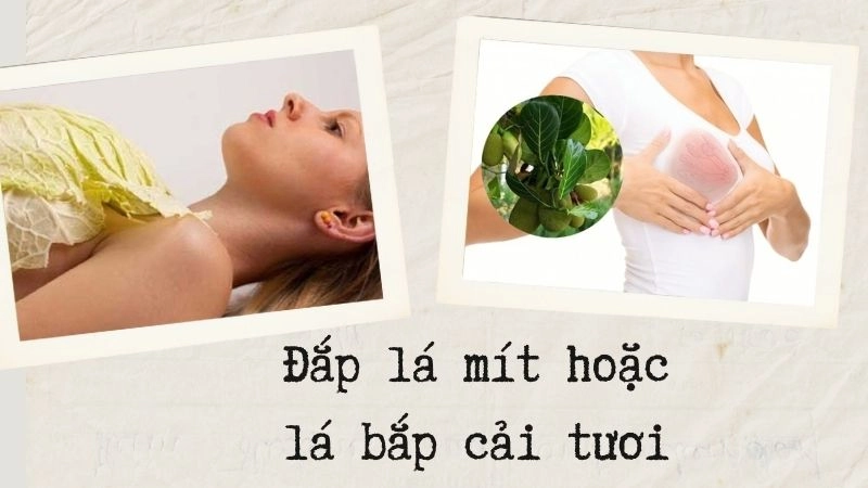 Đắp lá mít hoặc lá bắp cải tươi