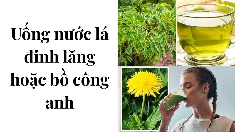 Uống nước lá đinh lăng hoặc bồ công anh