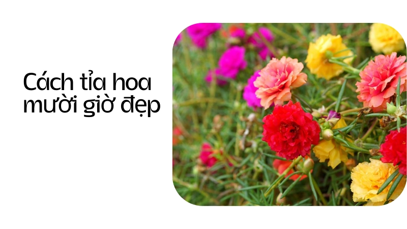 Bí kíp cắt tỉa giúp hoa mười giờ nở to đẹp